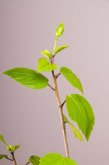 Hibiscus with a few buds