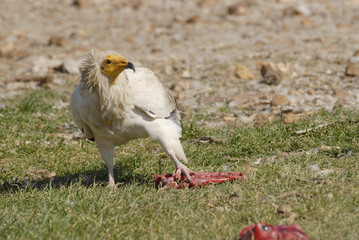 Vulture