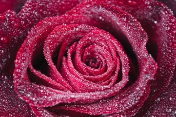 Abwaschbare Fototapete Macro Rose