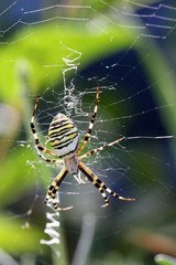 Argiope (spider)
