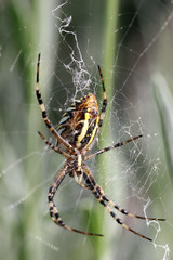 Argiope (spider)
