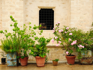 Fototapeta na wymiar Rośliny i kwiaty w doniczkach na zewnątrz
