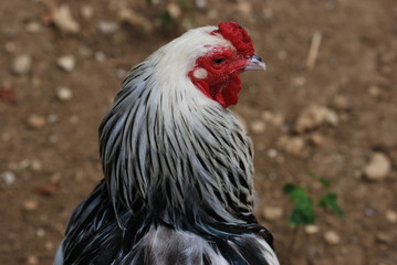 coq