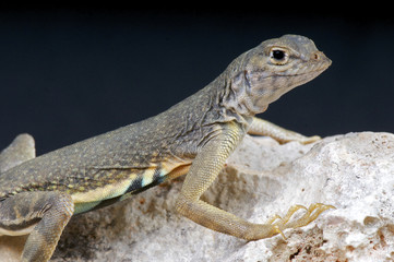 earless lizard / Cophosaurus texanus