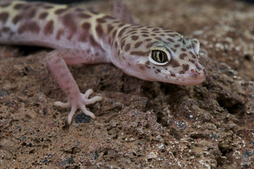 Banded gecko / Coleonyx variegatus