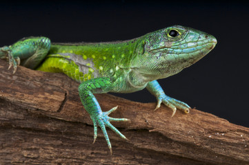 Rainbow ameiva / Cnemidophorus deppei