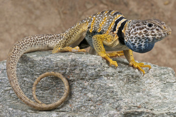 Naklejka premium Collared lizard / Crotaphytus bicinctores