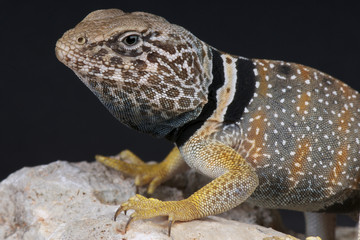 Collared lizard / Crotaphytus bicinctores