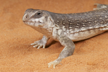 Naklejka premium Desert iguana / Dipsosaurus dorsalis