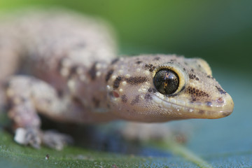 Tubercle gecko / Cyrtopodion kotschy