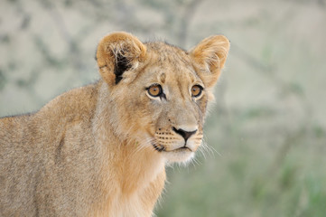 Lion cub in the Kalahari 2