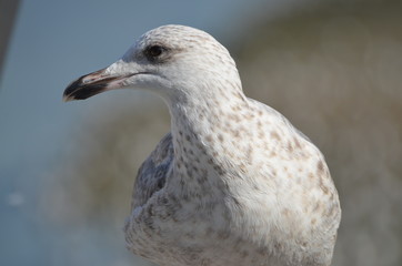 Mouette en gros plan