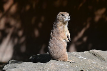 Marmotte du parc de l'Auxois