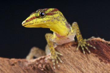 Bridles forest gecko / Gonatodes humeralis
