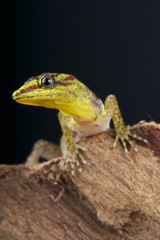 Bridles forest gecko / Gonatodes humeralis