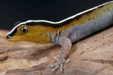 Striped gecko / Gonatodes vittatus
