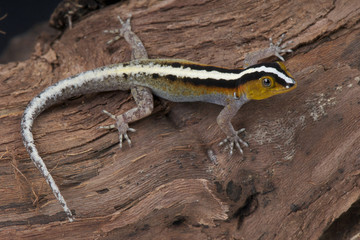 Striped gecko / Gonatodes vittatus