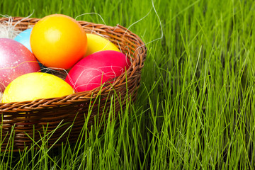 Painted Colorful Easter Eggs in Grass