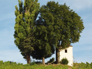Rebhaus bei Müllheim