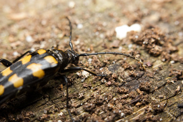 Close-up of Capricorn beetle (or longhorned beetle)