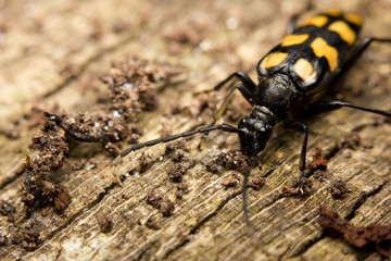 Close-up of Capricorn beetle (or longhorned beetle)