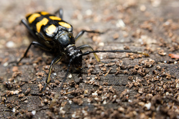 Close-up of Capricorn beetle (or longhorned beetle)