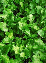 Abstract image of water drop on leaves in nature