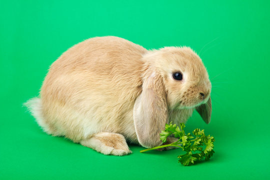 rabbit on a green background