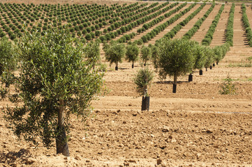 Fototapeta na wymiar Young olive trees