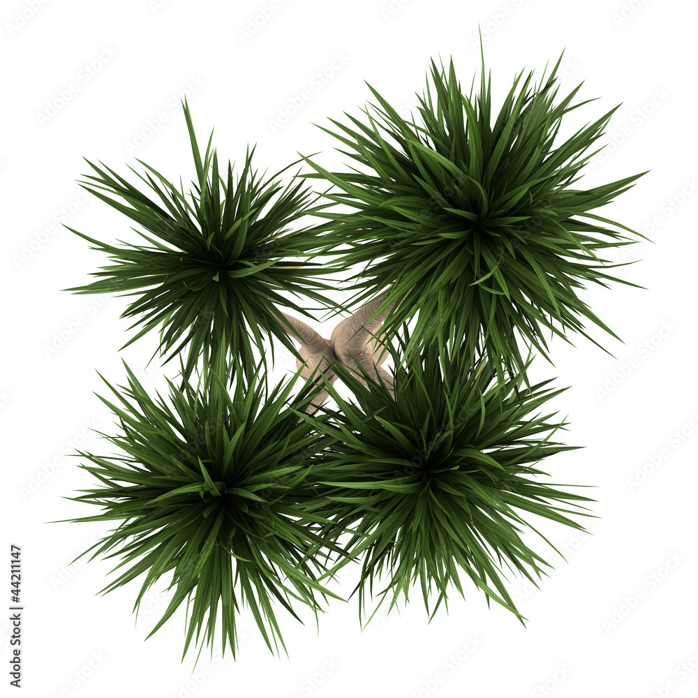 Wall mural top view of yucca palm tree isolated on white background