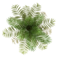 Naklejka premium top view of sugar palm tree isolated on white background