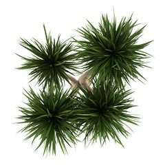 Naklejka premium top view of yucca palm tree isolated on white background