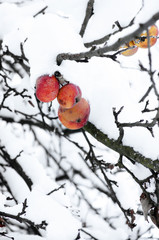 frozen apples