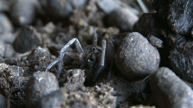 Spider eating insect