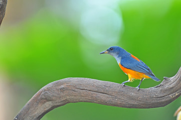 Orange-bellied Flowerpecker