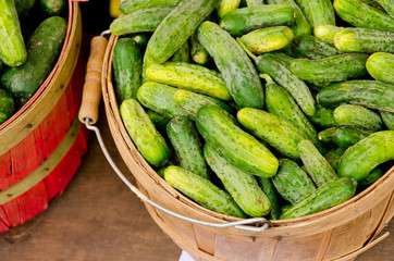 Green Cucumbers