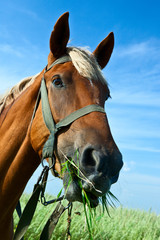 horse on a green meadow in the wood
