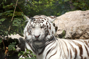 tigre blanc 