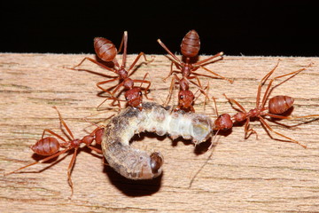 ant eating worm