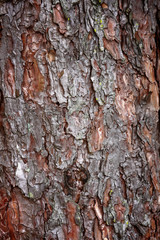 Bark Tree