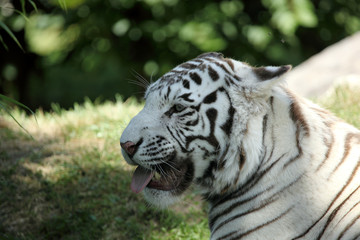 Fototapeta na wymiar tigre blanc