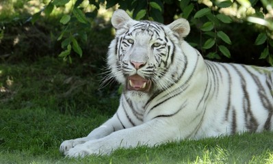 tigre blanc 