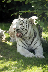 Obraz na płótnie Canvas tigre blanc
