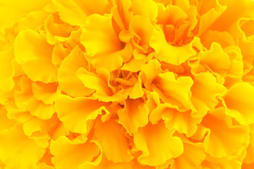 Tagetes flower close up shot - Powered by Adobe