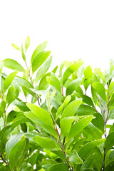 Acacia auriculiformis Cunn