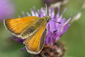 Skipper Butterfly On Clover Flower