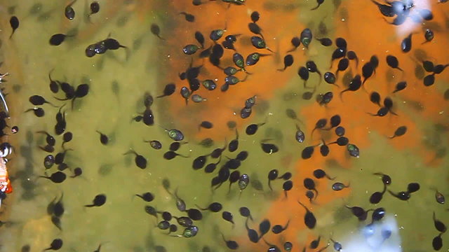 tadpole