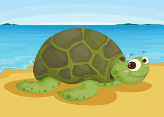 tortoise on sea shore