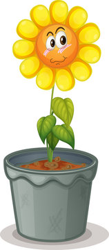 flower in the pot
