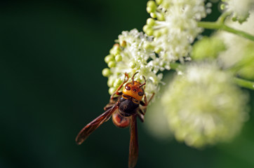 コガタスズメバチとウドの花　‐vespa‐